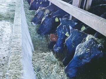 株式会社マツモト畜産-1