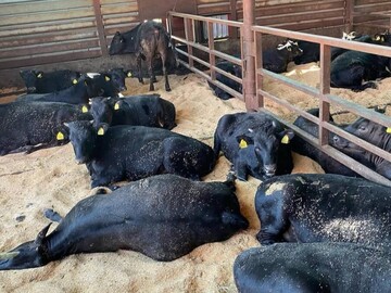 株式会社マツモト畜産-5