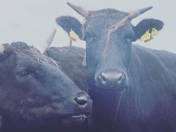 株式会社マツモト畜産-2