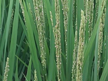 株式会社ジェイエイサービス柏崎【新潟県:農業機械整備士】-4