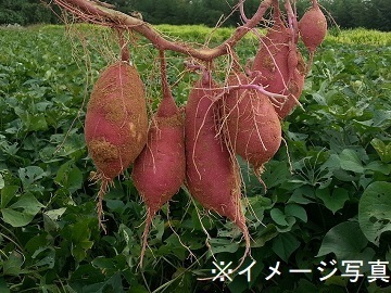 株式会社しろはとファーム-6