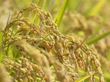 しんちゃん農園-2