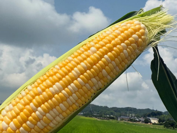 しんちゃん農園-4