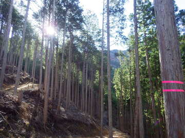 多野東部森林組合-6