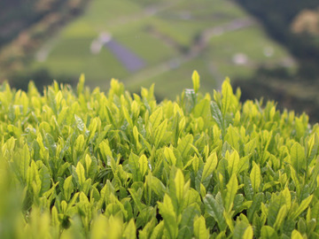 マルムラ製茶株式会社-2