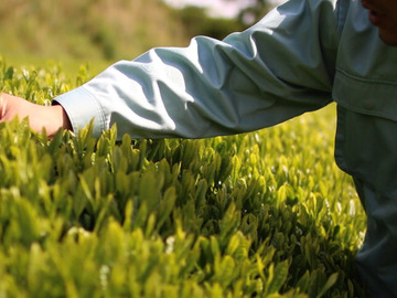 マルムラ製茶株式会社-4