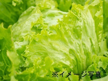 静岡県森町×稲作/個人【43197】-2