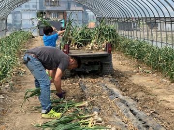 有限会社丸勝農場-3