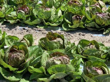 有限会社丸勝農場-6