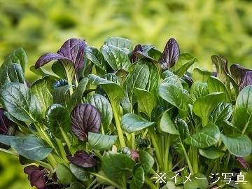 山梨県北杜市/露地野菜×個人【43201】-2