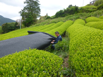 マルムラ製茶株式会社-3