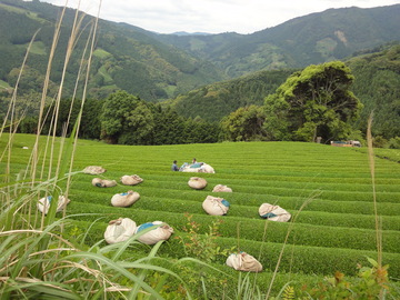 マルムラ製茶株式会社-5