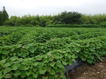 株式会社しろはとファーム-7