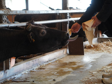 株式会社神戸井相田牧場-4