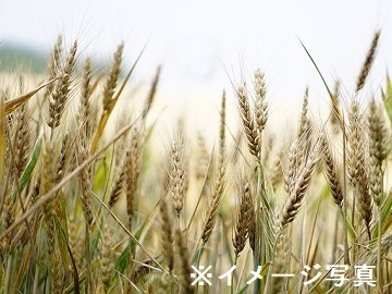 有限会社毛陽農産-2