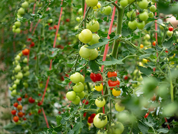 有限会社当麻グリーンライフ-1