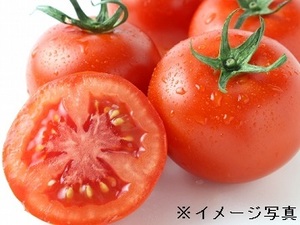 秋田県大仙市×施設野菜/法人【43216】-top