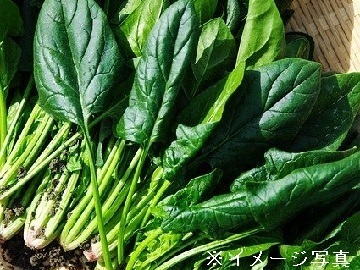 秋田県大仙市×施設野菜/法人【43216】-2