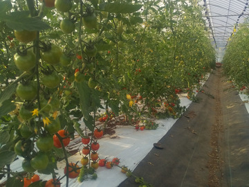 風間ファーム-1