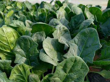 風間ファーム-2