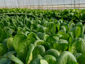 風間ファーム-3