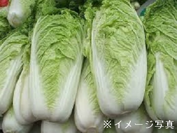 群馬県×露地野菜/法人【43223】-1