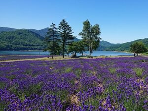 北海道南富良野町　地域おこし協力隊募集(農業支援/新規就農)-top