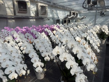 有限会社花匠-top