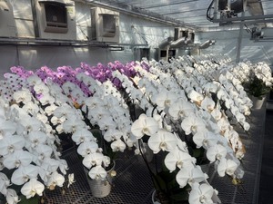 有限会社花匠-top