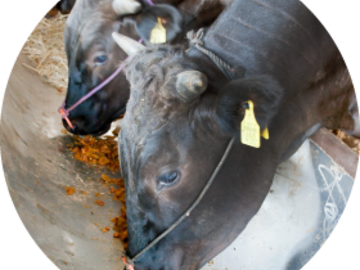 株式会社原作-6