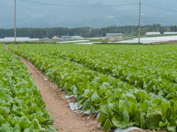 株式会社松原湖高原農場-4