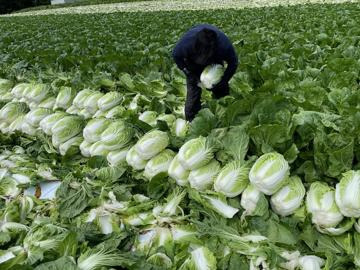 株式会社松原湖高原農場-1