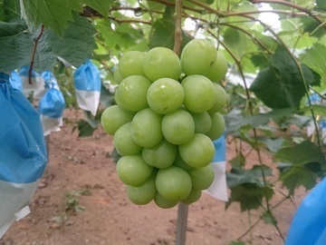 竹村農園株式会社-4