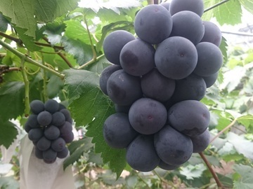 竹村農園株式会社-1