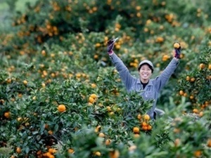 有限会社てんぽ印/地域協同組合無茶々園-top