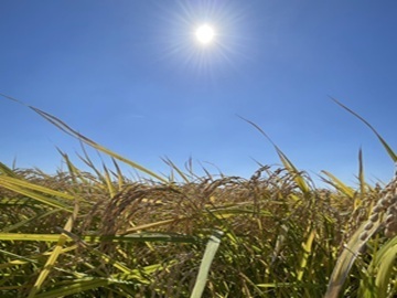 YUUKI FARM(玉文)-1