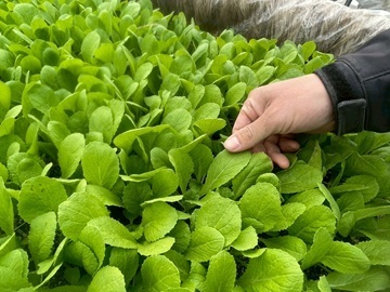 YUUKI FARM(玉文)-6