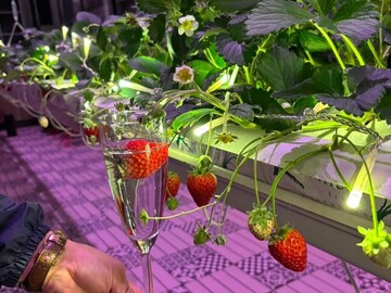 鎌倉山千葉農園株式会社-8