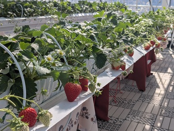 鎌倉山千葉農園株式会社-2