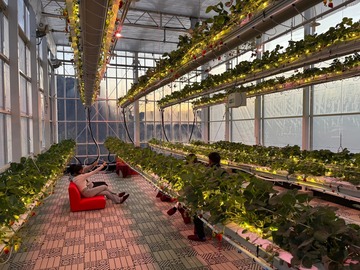 鎌倉山千葉農園株式会社-4