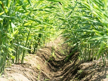 株式会社後藤製菓-5