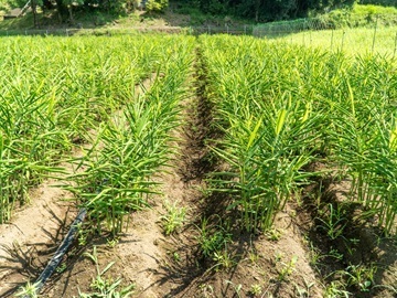 株式会社後藤製菓-2