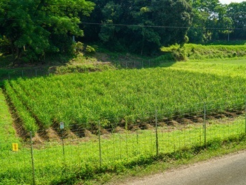 株式会社後藤製菓-6