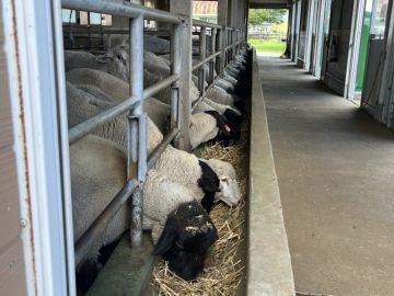 株式会社焼尻めん羊牧場-2