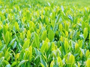 鹿児島県霧島市×お茶/法人【43247】-top