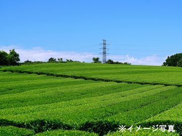 鹿児島県霧島市×お茶/法人【43247】-1