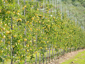 ジャパンフルーツ株式会社-5