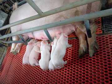 株式会社サイボク 鳩山牧場-1