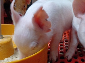 株式会社サイボク 鳩山牧場-3