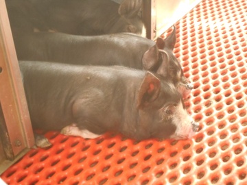 株式会社サイボク 鳩山牧場-6